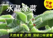 冰菜 冰花 水晶冰菜 非洲冰花