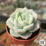 一吋迷你盆【月光仙子】多肉植物|多肉|景天科｜療癒小物| 組盆|綠手指必備|［Xuan肉園］