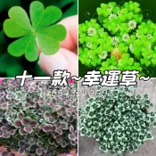 現貨秒發⚡11款~幸運草種子 好運草 三葉草 四葉草 酢漿草種子 招財盆栽 陽台庭院 新手易種植 好照顧 綠色小盆栽