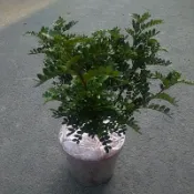 🎄綠世界🎄灌木植物🎄胡椒木🎄6吋盆🎄