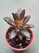 開心多肉~2吋盆 多肉植物 組盆 【黑兔 灰袍兔 月光兔  月兔耳】(含土含盆寄出)(實物拍攝)