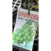 日本麝香 葡萄｜4吋苗植袋～果樹苗木🍇