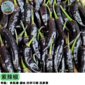 🍆【稀有紫色新品種】紫辣椒種子 夢幻紫果 可食用觀賞兩用 中辣風味 陽台盆栽 自家採收 高產好種