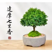 小葉赤楠苗盆栽 六月雪 達摩七里香 小葉赤楠  珍珠柏 金門赤楠   達摩九里香   迷你盆栽盆 小品盆栽••石化檜