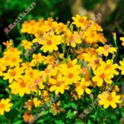 現貨 新種 芳香萬壽菊種子（250粒）夏日可驅蚊效果好 室內四季好養易活 耐寒耐熱 耐旱 花卉陽台庭院四季開花