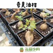 (店+)《花田多肉》🌵【奇異油柑】4吋盆 多肉植物/仙人掌/塊根/塊莖/園藝/盆栽/綠化/造景/戶外植物