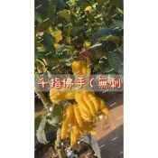 《花果山🐒》 -- 新品種千指佛手柑、佛手柑 / 香櫞 天然柑橘香水 4.5寸盆高壓/嫁接