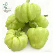 青禾園藝（白果燈籠椒種子）LJ-2 大果圓形辣椒種子 菜椒白玉辣椒高產早熟農家果菜類蔬菜種子菜園庭院#台灣自留種