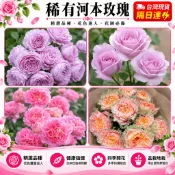 台灣現貨🌹【五十款玫瑰花苗】🌹基地直達 河本純子出品大花濃香四季開花月季花苗庭院陽台觀賞花卉 玫瑰苗 帶葉子出貨基地直發