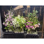 不帶花的直立春石斛系列