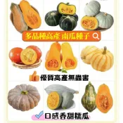 ✔💥【南瓜種子】 品種南瓜種子 貴族南瓜 玩具南瓜 栗子南瓜 貝貝南瓜 南瓜種籽 南瓜 多款品種大全高發芽率 南瓜種子