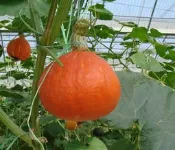 菜根園~日本朱紅栗子南瓜種子10粒50元