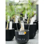 橦3W.14_彩葉西番蓮1～3/塊根植物/植栽/一拍一物/實生/盆器/多肉植物/珍稀植物/稀有植物/caudex