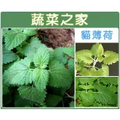 【蔬菜之家】K14.貓薄荷種子0.18克(約200顆) (嫩葉可泡茶.加在沙拉中、燉肉或烤肉的調味.可做貓的玩具