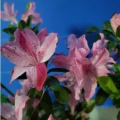 🌸植plant & flower ~ 久留米杜鵑  常夏  金星星  粉麒麟  紫衣  櫻霧島  毛杜鵑
