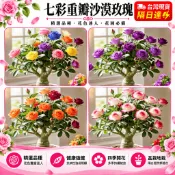台灣現貨🌺【四季開花招財富貴花】🌺重瓣沙漠玫瑰花苗 沙漠玫瑰花苗 沙漠玫瑰種苗 沙漠玫瑰盆栽 濃香型 超耐旱風水吉祥植栽