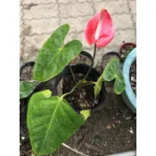 歐根泥客無農藥 火鶴花 $100元/盆 5吋盆