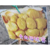 ★綠霖園藝★黃肉榴槤蜜 靠接苗 高度70公分 水果樹苗/新興果樹/果苗/嫁接/植物/盆栽
