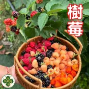 【台灣紅樹莓種子 覆盆子】家庭盆栽 果樹苗 可食用 陽台種植 庭園造景 盆栽植物 室內室外 果實種子 小漿果