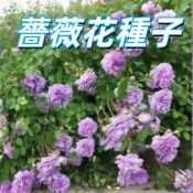 【藍色陰雨薔薇花種子】開花機器 四季開 爆花 攀藤植物 陽台盆栽 庭院造景 新手友善 易種植 花期長 耐熱 花苗 花籽