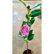 《秀水茶園》埃及豔后六吋盆茶花