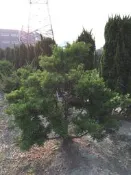 造型羅漢松 僅此一棵  售 6000 元 非塔型 球型