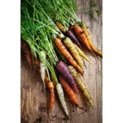 彩虹胡蘿蔔種子Rainbow Carrots~精選優質品種，視覺與營養一次滿足