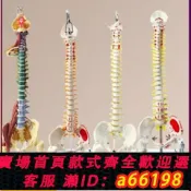 什物集 【台灣公司 可開發票】人體脊柱模型1:1成人正骨練習脊椎模型頸椎腰椎人體骨骼模型骨架
