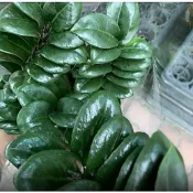 一禪種苗園-葉片間隔較密集〈金璽金錢樹-A級〉多年生草本植物-5吋盆/居家綠植盆栽/開幕祝賀送禮首選
