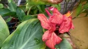 妞妞花園 美人蕉 5_6吋盆 混色