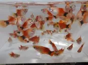 三色米奇魚 高級活餌 易飼養 觀賞魚 全台活體宅配 金奇企業社
