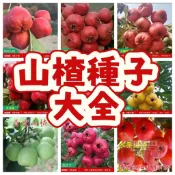 🌷【山楂種子】山里紅種子 大果山楂苗 開花盆栽 可食用果實 家庭園藝 綠化植物 易種植 耐寒 播種繁殖  盆栽土耕