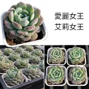 😻∣貓打番∣3吋【艾麗女王】∣粉紅泡泡∣景天科∣擬石蓮花屬∣網上資料參考說➤在顯色上可能會比恩寵的顏色更偏粉嫩、更夢幻