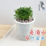 (店+)羅漢松【現貨】4吋透明條紋免澆水盆栽 室內植物 懶人盆栽 水培植物 水培盆栽 室內盆栽 觀葉植物