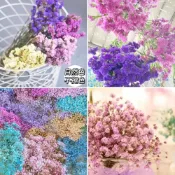 (店+)大把乾燥花 星辰/滿天星/情人草/卡斯比亞 乾燥花花束 永生花 情人節禮物 生日禮物 拍照道具背景 餐廳佈置
