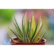 【金城錦】3吋盆 | Sa La Ma多肉植物| 百合科 | 療癒植物