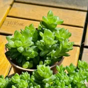 水晶殿 草玉露 玉露牡丹 姬玉蟲 多肉植物 succulent Haworthia cymbiformis 會開花