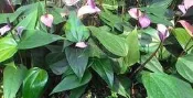 花田厝 樹苗-室內植物-花苗-盆栽-送禮植物(( 香妃火鶴花 )) -6吋盆 -花期持久，心形 
