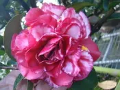 【盛宏茶花】茶花品種︱5吋盆原棵茶花︱伯拜范斑