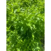🌿 新鮮憂遁草｜自然農法栽種｜現採現寄-