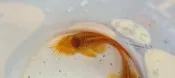 德系24k 藍眼鬍子異形 對魚 成魚 公魚 藍眼白子 雪花鬍子 雪花大帆 鬍子