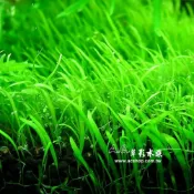 (店+)挖耳草（7x3.5cm）(AC草影)