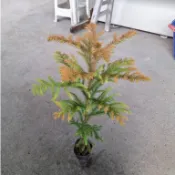 南洋杉苗（小葉南洋杉）／3吋盆