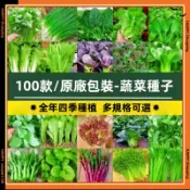 🔥蔬菜種子四季播盆栽 冰菜 菠菜陽台庭院香菜黃瓜番茄子辣椒長豇豆角四季豆生菜籽甜瓜西瓜孑番香菜茄甜瓜簡單春易種籽孑大全