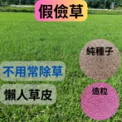 假儉草種子 1公斤 蜈蚣草 純種子 懶人草 草皮種子 耐旱耐踩 美國進口｜綠化雨仔店