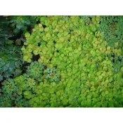◎◎水草爆缸◎◎紅毛丹(漂浮植物)