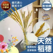 【隔日送達🚀】稻穗 乾燥水稻 天然稻穗 稻米 水稻 乾稻草 稻穗裝飾 乾燥花材 花束 乾燥花 永生花 稻穀 道具 稻子