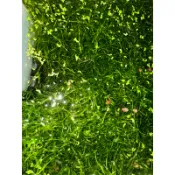陽明柳 水生植物 1克1元（單位：公克）