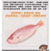 華得水產  東港野生紅目鰱魚200-220g