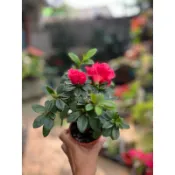 玫瑰杜鵑～開花植物～3吋盆 ⋯
